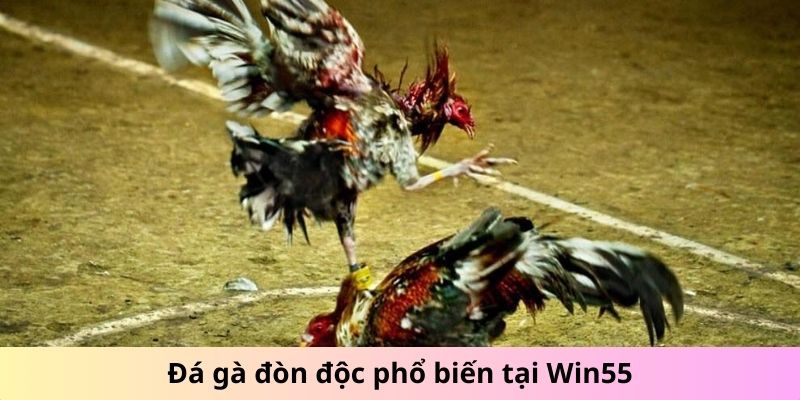 Đá gà đòn độc phổ biến tại Win55